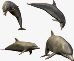 动物海豚动物无透明合成动物素材