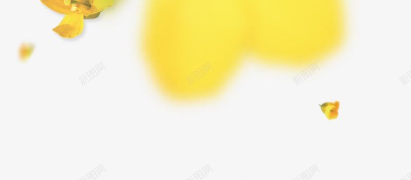 橙汁树叶飘落植物集中营png免抠素材_新图网 https://ixintu.com 植物集中营 橙汁树叶飘落