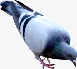 动物鸟鸽子动物无透明合成动物素材