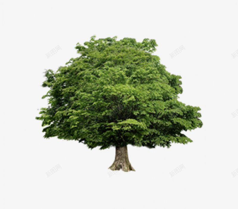 树透明抠图绿色植物叶子草画板精图标png_新图网 https://ixintu.com 免扣 抠图 标明分类名称 树 透明