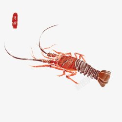 龙虾插画素材