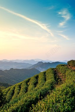 采集者小图主图画板精细划分标明分类背景