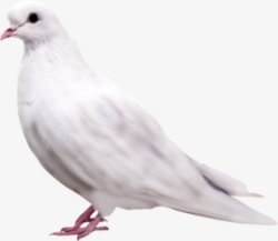 动物鸟鸽子动物无透明合成动物素材