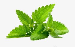 冷冻食品的分类薄荷叶薄荷透明绿色植物叶子草画图标高清图片