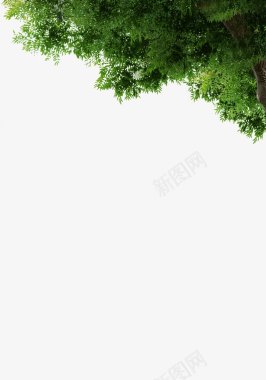 树透明抠图绿色植物叶子草画板精图标图标