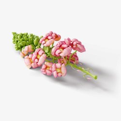 花绿植花植物实体透明合成情人节新年海报电商素材