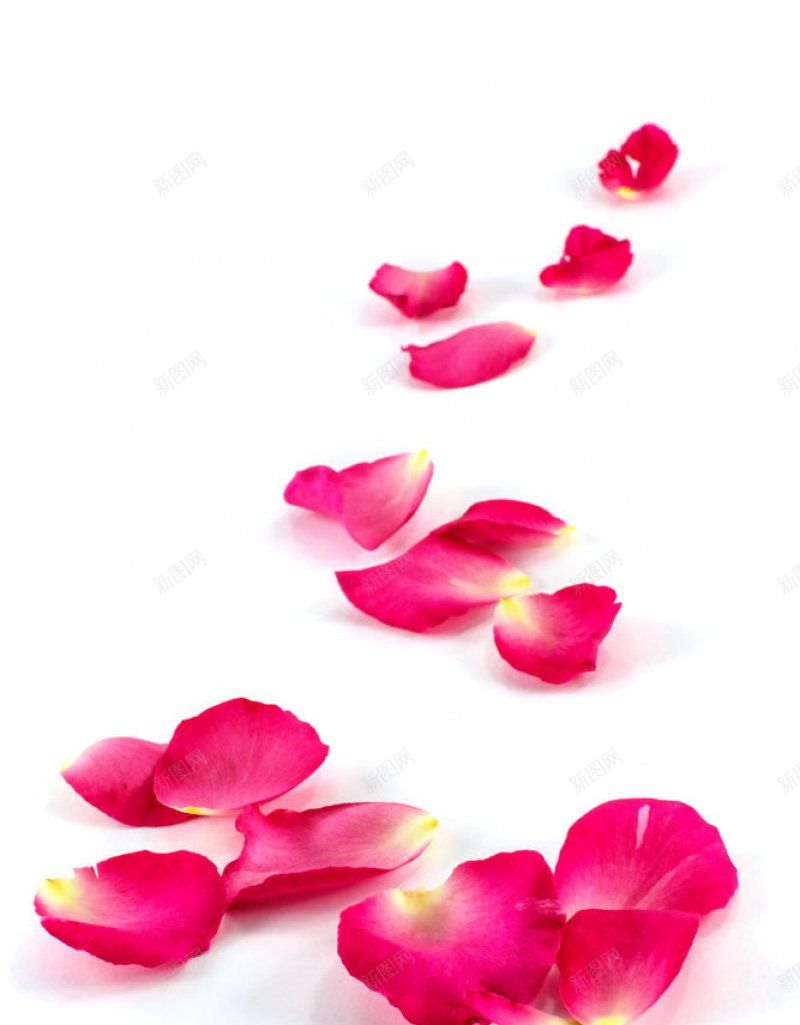 粉色玫瑰花瓣偷懒用的jpg设计背景_新图网 https://ixintu.com 偷懒用的 粉色玫瑰花瓣图片