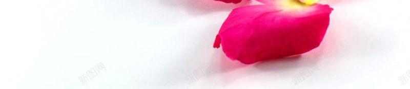 粉色玫瑰花瓣偷懒用的jpg设计背景_新图网 https://ixintu.com 偷懒用的 粉色玫瑰花瓣图片
