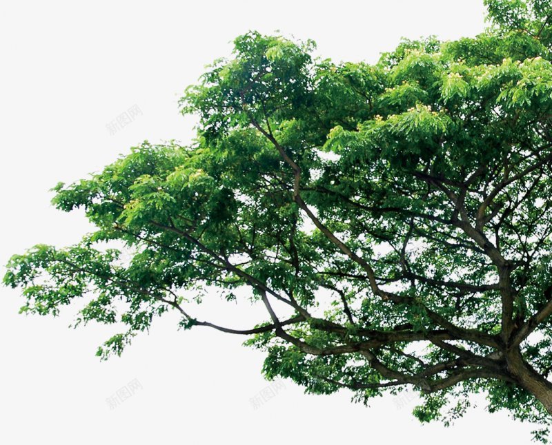 绿色海报合成植物灬小狮子灬3植物鲜花透明图案鲜花植png免抠素材_新图网 https://ixintu.com 3植物鲜花 叶子 手绘花朵 植物 竹叶 粉色花朵 红色花朵 蓝色花朵 透明图案 鲜花