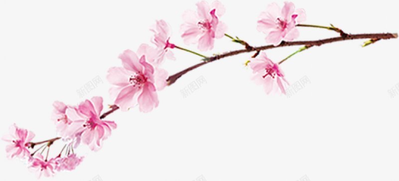 樱花桃花植物图电商视觉盛开的花红色粉色海报网页创意png免抠素材_新图网 https://ixintu.com 图 桃花 植物 樱花 海报 电商 盛开的花 粉色 红色 视觉