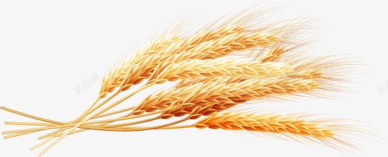 麦穗食材蔬菜水果画板精细划分标明分图标png_新图网 https://ixintu.com 免扣两秒视觉 标明分类名称 麦穗