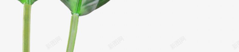 热带植物绿植插画树叶叶子水彩树叶手绘透明png免抠素材_新图网 https://ixintu.com 透明