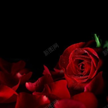 红玫瑰花花瓣美白化妆品浪漫植物淘宝主图化妆品主图图背景