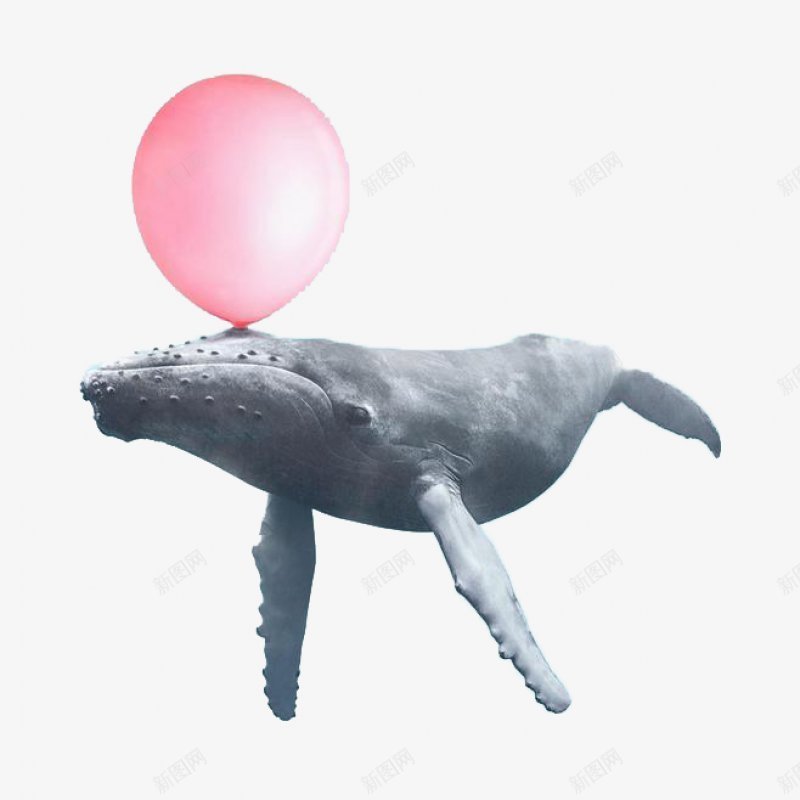 创意治愈系鲸鱼灬小狮子灬动物北欧png免抠素材_新图网 https://ixintu.com 动物北欧