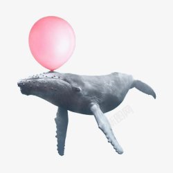 创意治愈系鲸鱼灬小狮子灬动物北欧素材