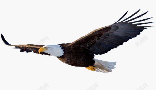 飞行的白头老鹰透明大老鹰老鹰标志老鹰捕食老鹰飞翔老图标图标