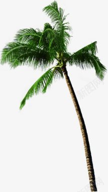 倾斜的椰子树植物花草枝蔓树叶等透明底图背景