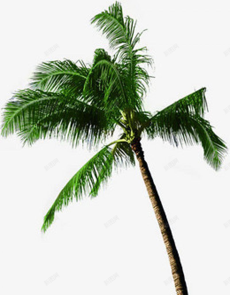 倾斜的椰子树植物花草枝蔓树叶等透明底图jpg设计背景_新图网 https://ixintu.com 倾斜的椰子树