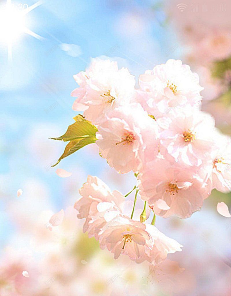 蓝色天空樱花花朵HTML网H5jpg设计背景_新图网 https://ixintu.com H5 HTML网 蓝色天空樱花花朵
