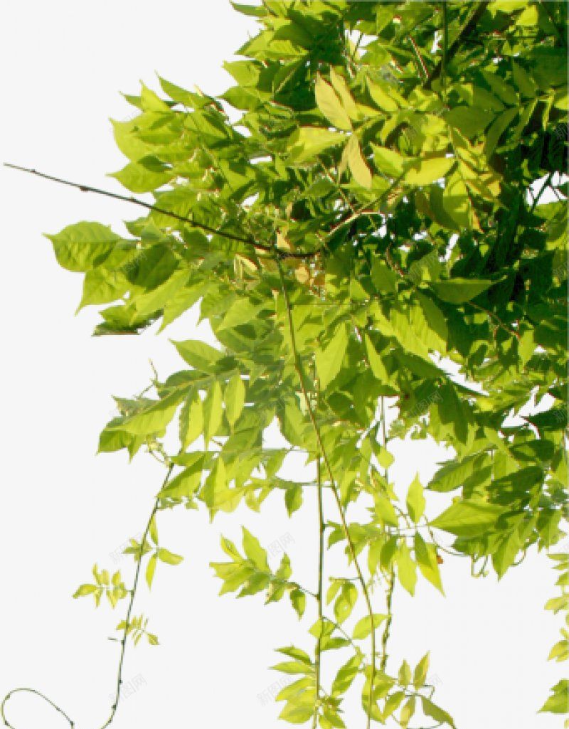 藤蔓类植物png免抠素材_新图网 https://ixintu.com 植物 藤蔓类图片