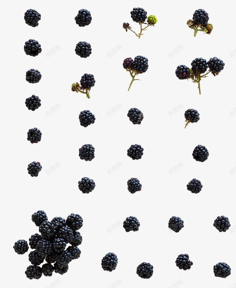 树莓水果场景植物集中营png免抠素材_新图网 https://ixintu.com 树莓水果场景设计免扣 植物集中营