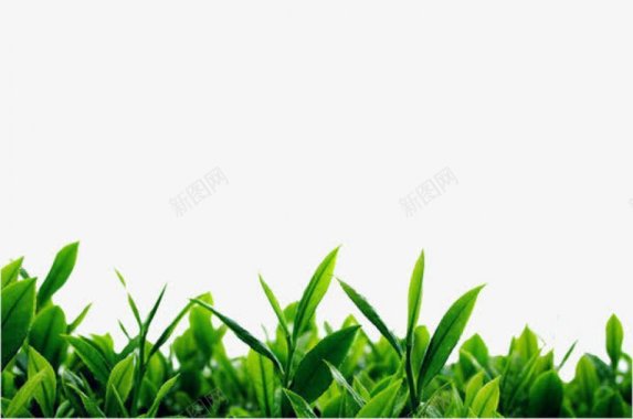 绿茶背景