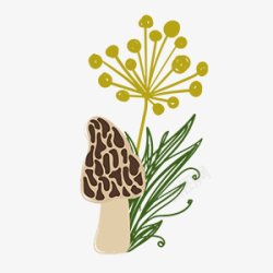 蘑菇插画图绿植素材