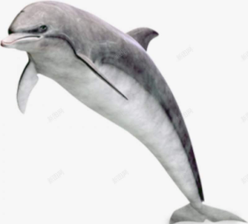 动物海豚动物无透明合成动物png免抠素材_新图网 https://ixintu.com 动物 动物海豚 合成 无 透明