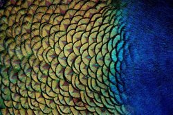 孔雀羽毛镂空图孔雀羽毛图质地高清图片