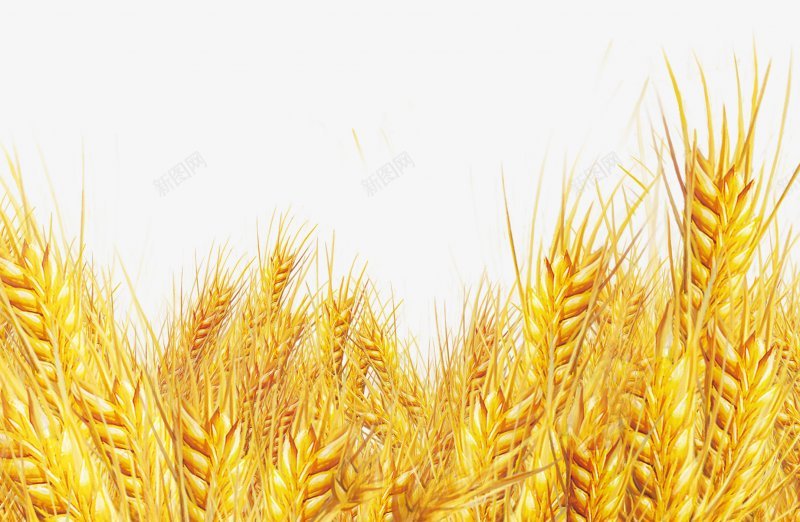 麦穗食材蔬菜水果画板精细划分标明分图标png_新图网 https://ixintu.com 免扣两秒视觉 麦穗