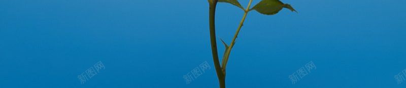 叶子花朵玫瑰植物植物集中营jpg设计背景_新图网 https://ixintu.com 叶子 叶子花朵玫瑰植物 植物背景素材 植物集中营 玫瑰花
