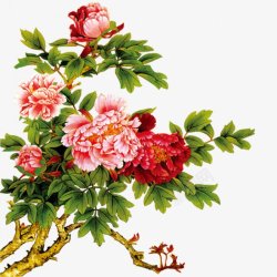 开粉色花的植物手绘美丽的花卉牡丹插画高清图片