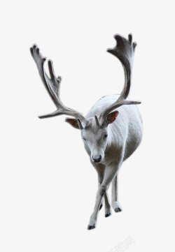 动物生物鹿动物无透明合成动物素材