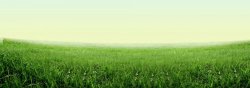 绿色系树叶绿色的草地小清新绿色系树叶高清图片