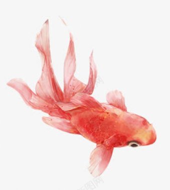 红色金鱼手绘海报S手绘风电商手绘可爱森系背景