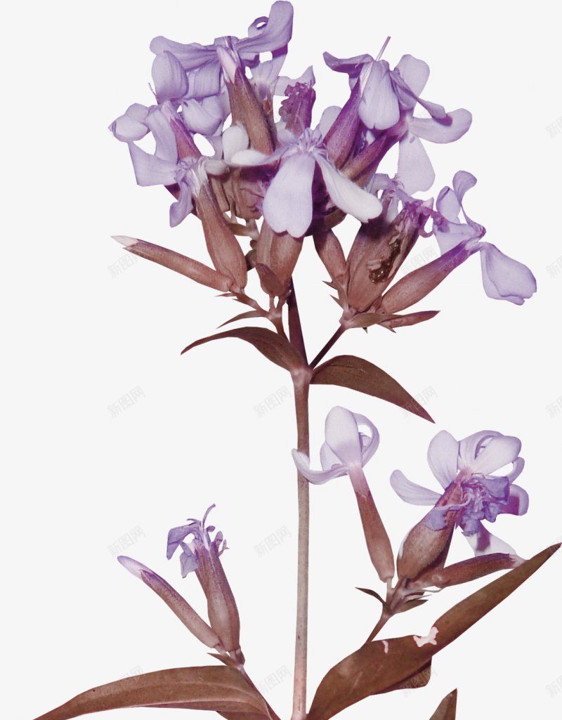 手绘一枝紫色鲜花装饰图png免抠素材_新图网 https://ixintu.com   植物鲜花  棕色叶子 紫色花 可爱的 步步高 开放 芳香 自然界 装饰 