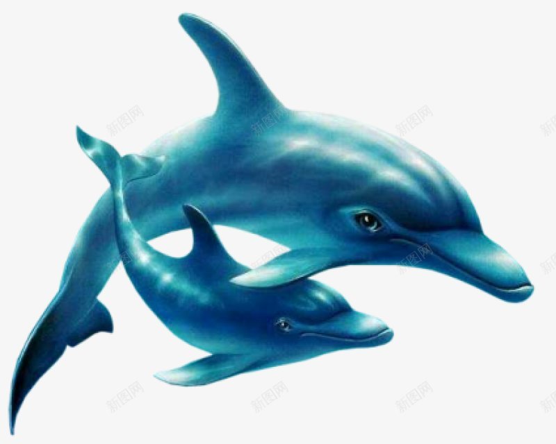 动物海豚动物无透明合成动物png免抠素材_新图网 https://ixintu.com 动物 动物海豚 合成 无 海豚 透明