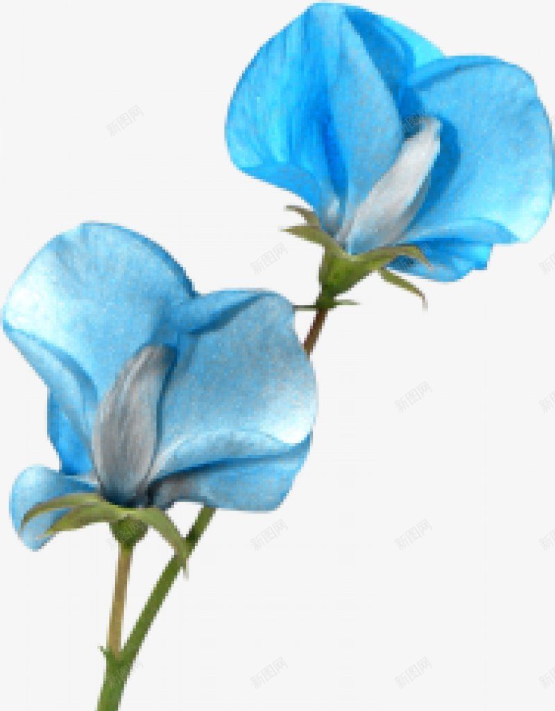 一支蓝色鲜花png免抠素材_新图网 https://ixintu.com 一支 蓝色 鲜花 新鲜图案 创意花 小新鲜 手绘感 清新的 图案 水彩 蓝色花