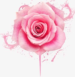 手绘水彩鲜花粉玫瑰插画图素材