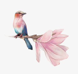 粉色的玉兰花手绘白玉兰花鸟高清图片