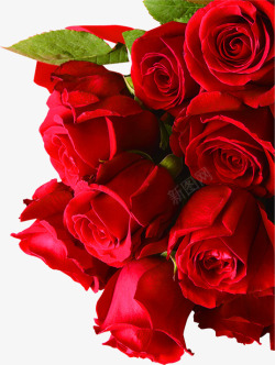 一支红色的玫瑰花植物玫瑰花高清图片