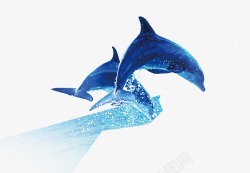 海豚表演夏天海豚高清图片