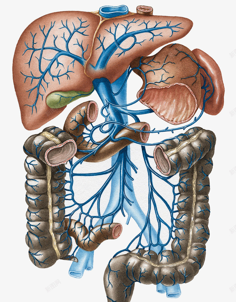 人体器官静脉分布图png免抠素材_新图网 https://ixintu.com 心血管 消化系统 肺部 血液