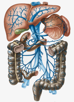 人体分布人体器官静脉分布图高清图片