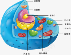 中心体细胞结构高清图片