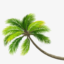 俯视椰子树椰子树夏天绿叶植物高清图片