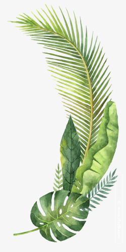 蕨类PNG清新绿色叶子植物高清图片