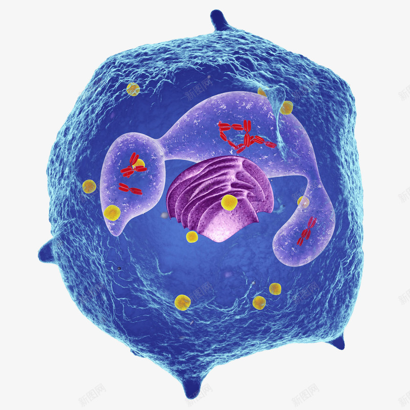 蓝色细胞微距立体插画png免抠素材_新图网 https://ixintu.com 3D 医疗 生物学 白细胞 细胞 蓝色 蓝色细胞微距立体插画