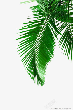 绿叶绿色椰子树叶高清图片