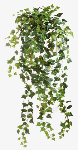 爬山者盆栽绿色的爬山虎植物高清图片